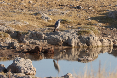 Weißbürzel Singhabicht (Southern pale chanting goshawk; Melierax canorus) am Wasserloch Klein Okevi