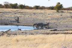 Waterhole Homob im Etosha Nationalpark
