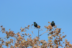 Rotschulterglanzstar (Cape starling; Lamprotornis nitens) Etosha Nationalpark