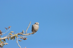 Kapturteltaube (Ring-necked dove; Streptopelia capicola) Etosha Nationalpark