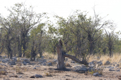 Raubadler  (Tawny eagle; Aquila rapax) im Etosha Nationalpark