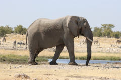 Elefant an der Wasserstelle Rietfontein im Etosha-Nationalpark