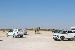 Elefant auf Angriff an der Wasserstelle Rietfontein im Etosha-Nationalpark