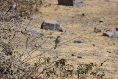 Schikrasperber (little banded goshawk; Accipiter badius) an der Wasserstelle Moringa im Halali Camp im Etosha-Nationalpark