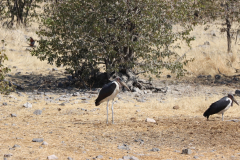 Marabus an der Wasserstelle Moringa im Halali Camp im Etosha-Nationalpark