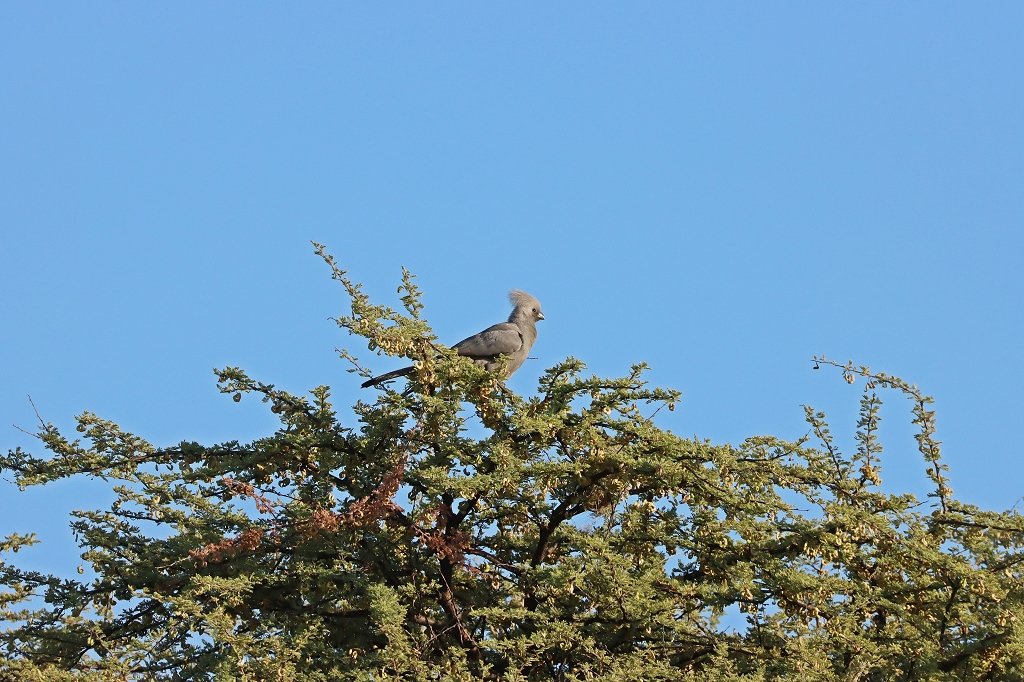 Grauer Lärmvogel (Go-away bird; Corythaixoides concolor) im Etosha Nationalpark 