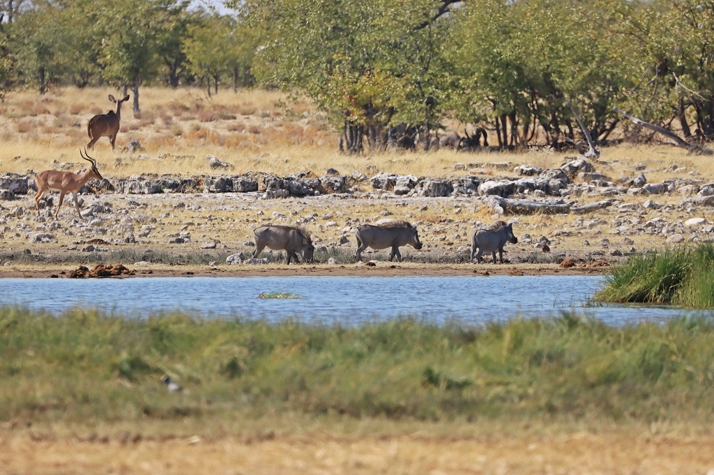 Warzenschweine am Wasserloch Rietfontein
