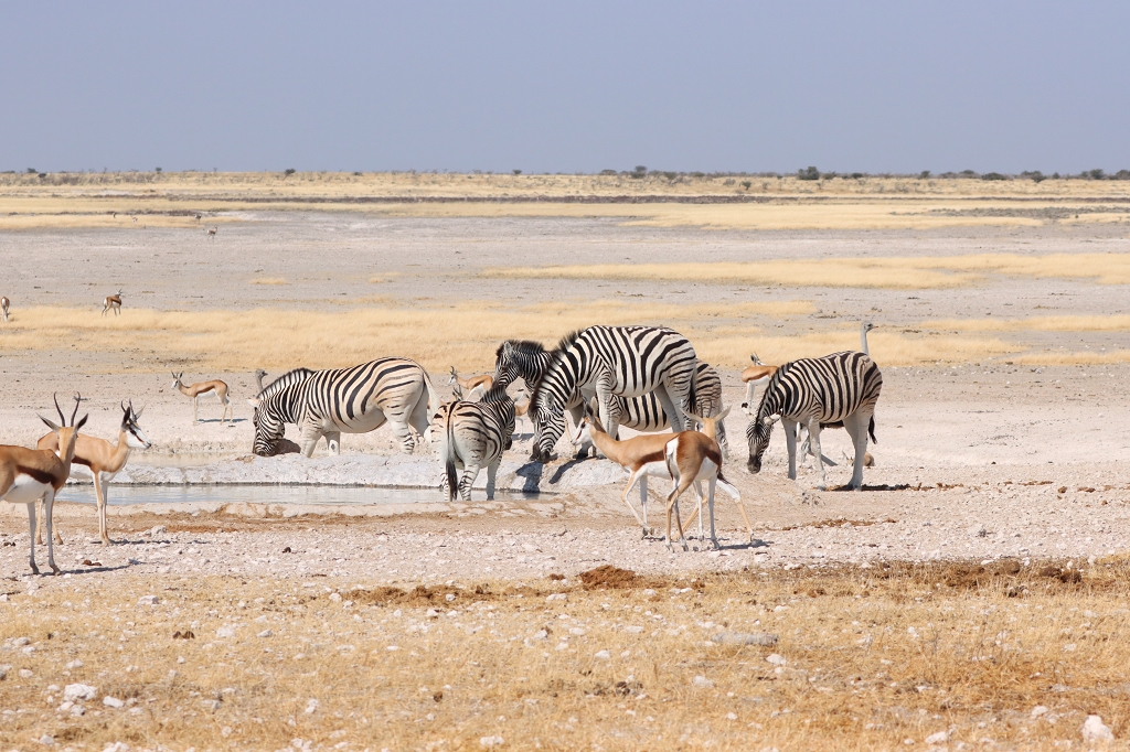 Zebras und Springböcke am Wasserloch Nebrowni