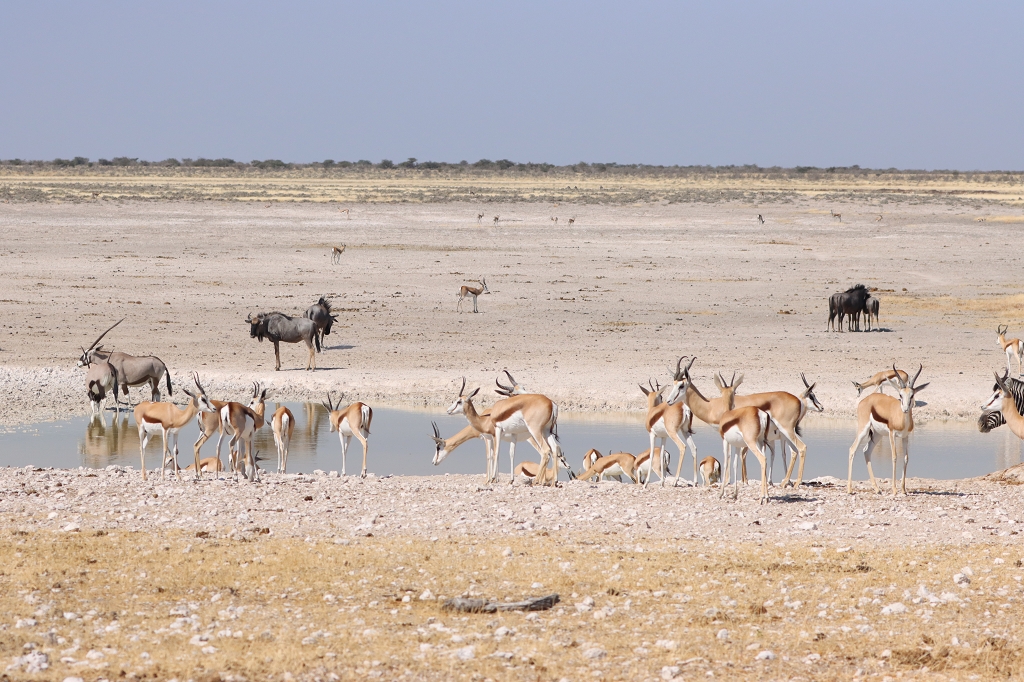Ebenso waren Gnus und Oryx-Antilopen am Wasserloch Nebrowni anzutreffen
