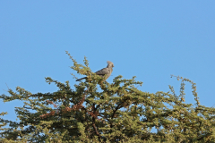 Grauer Lärmvogel im Etosha Nationalpark