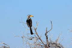 südlicher Gelbschnabeltoko (Southern yellow-billed hornbill; Tockus leucomelas) im Etosha Nationalpark