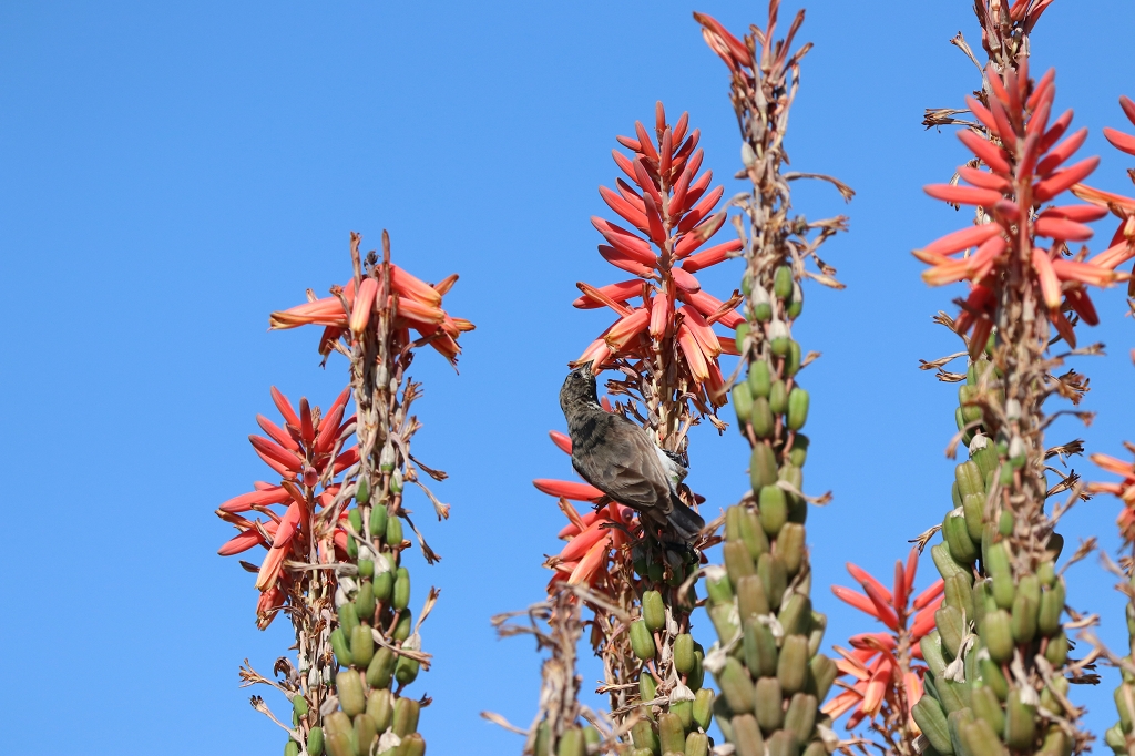 Rußnektarvogel (dusky sunbird; Cinnyris fuscus) an der Vingerklip Lodge