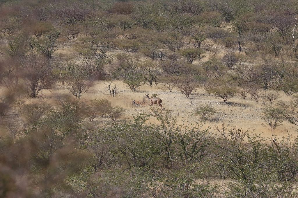 Kudu an der Vingerklip
