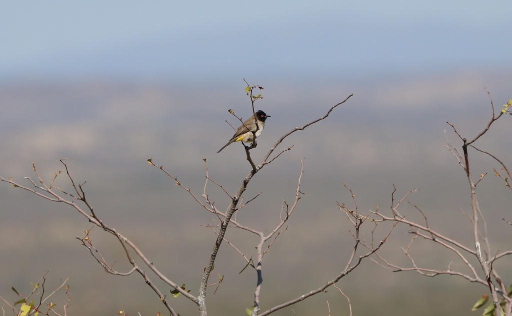 Maskenbülbül (African red-eyed bulbul oder black-fronted bulbul; Pycnonotus nigricans) an der Vingerklip Lodge