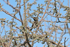 Rußnektarvogel (dusky sunbird; Cinnyris fuscus) an der Vingerklip Lodge