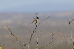 Maskenbülbül (African red-eyed bulbul oder black-fronted bulbul; Pycnonotus nigricans) an der Vingerklip Lodge