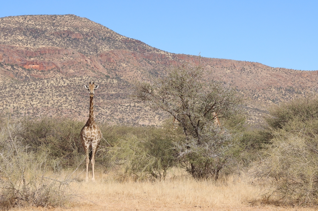 Eine Giraffe auf der D2315 im Erongo Mountain Conservancy