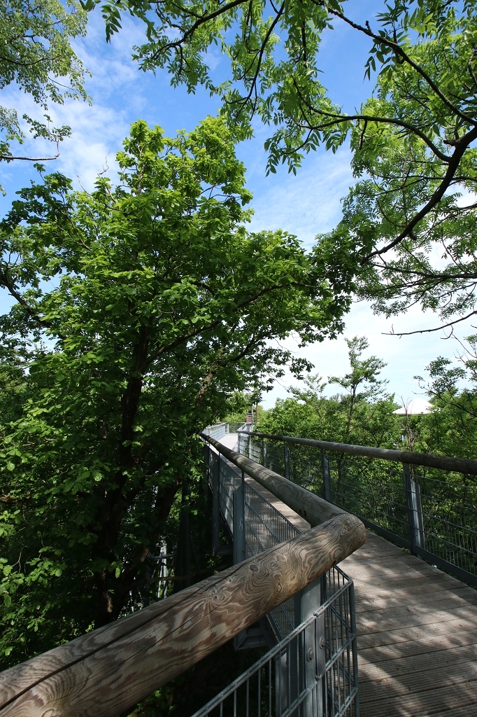 Baumkronenpfad im Nationalpark Hainich