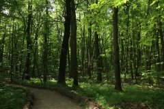 Nationalpark Hainich Rundweg Waldpromenade