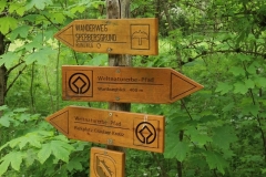 Wanderung Weltnaturerbepfad Nationalpark Hainich