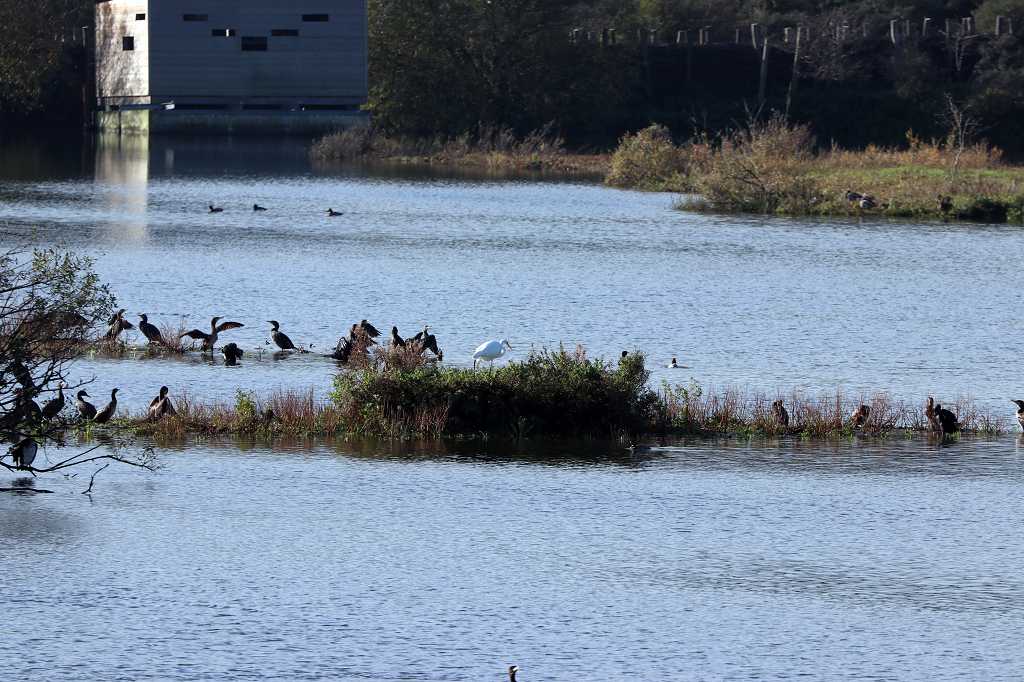 Vogelmeer im Nationalpark Zuid Kennemerland