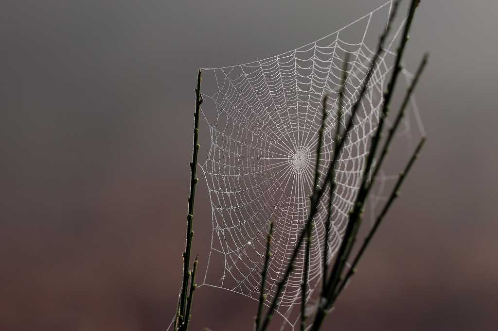 Spinnenweben im Morgentau