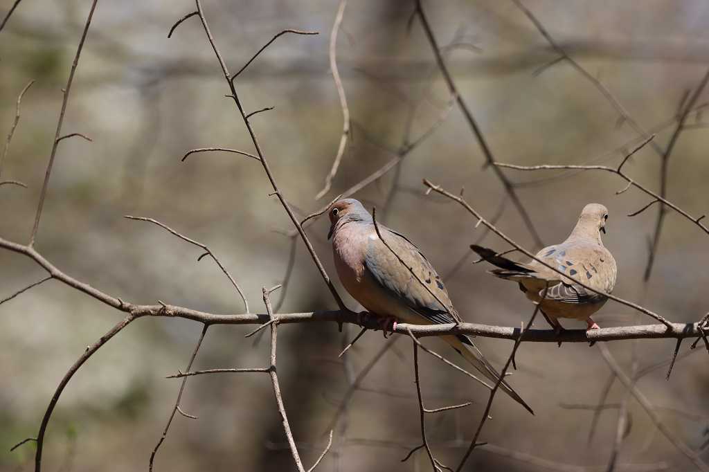 Carolinataubenpärchen (mourning dove, Zenaida macroura) im Central Park