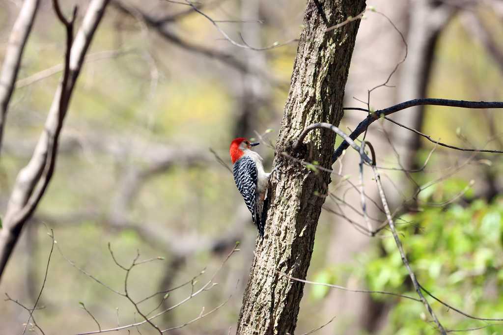 Carolinaspecht (Red-bellied Woodpecker , Melanerpes carolinus)