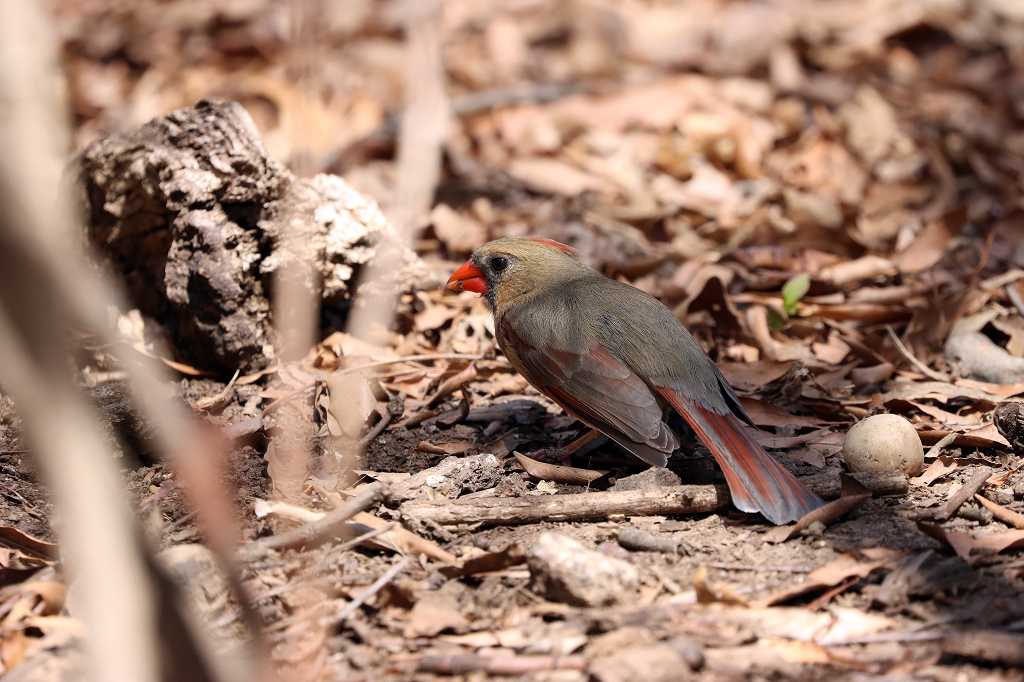 weiblicher Rotkardinal (northern cardinal, Cardinalis cardinalis)