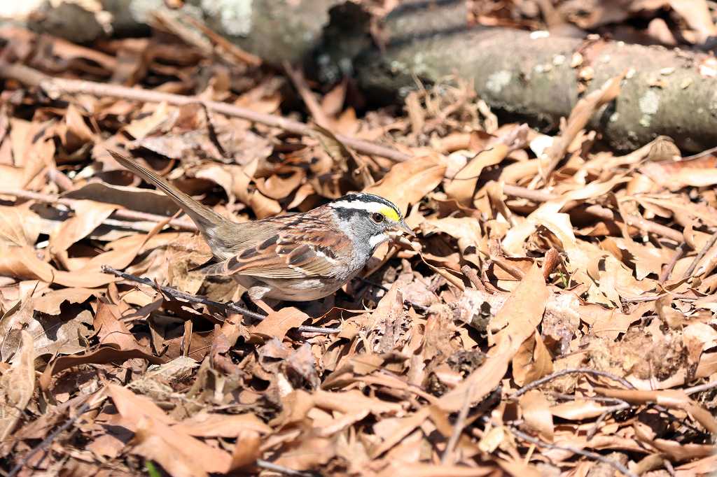 Weißkehlammer (white-throated sparrow, Zonotrichia albicollis)