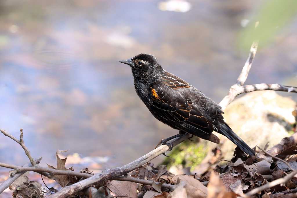 Rotflügelstärling (red-winged blackbird, Agelaius phoeniceus)