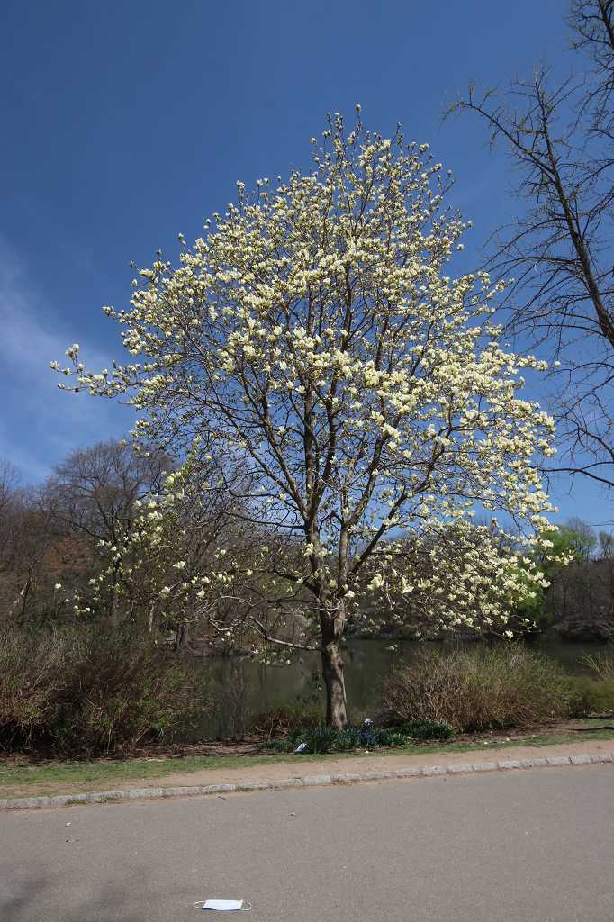 gelbe Magnolie im Central Park