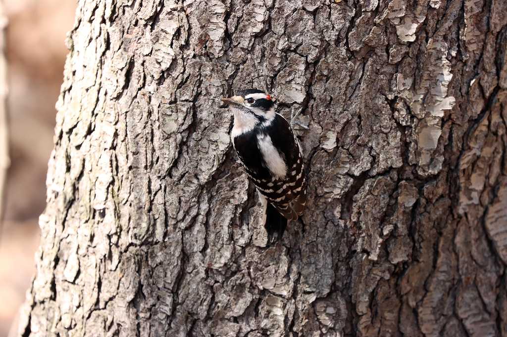 Dunenspecht (downy woodpecker, Dryobates pubescens) im Central Park