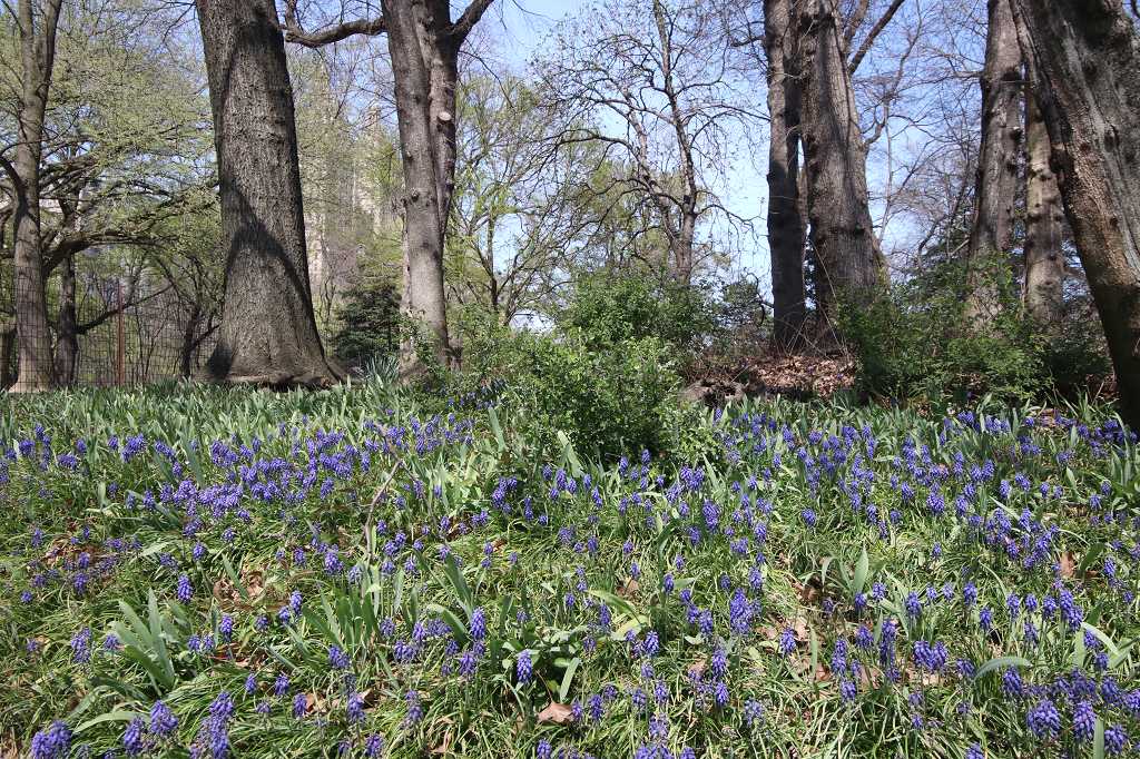 Frühlilng im Central Park