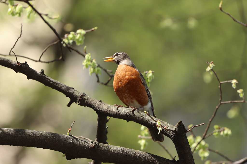 Wanderdrossel (American robin, Turdus migratorius) im Central Park