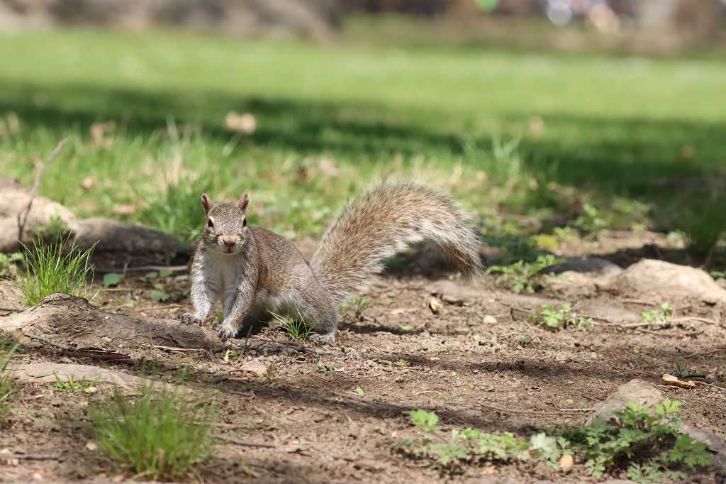 Eichhörnchen im Central Park