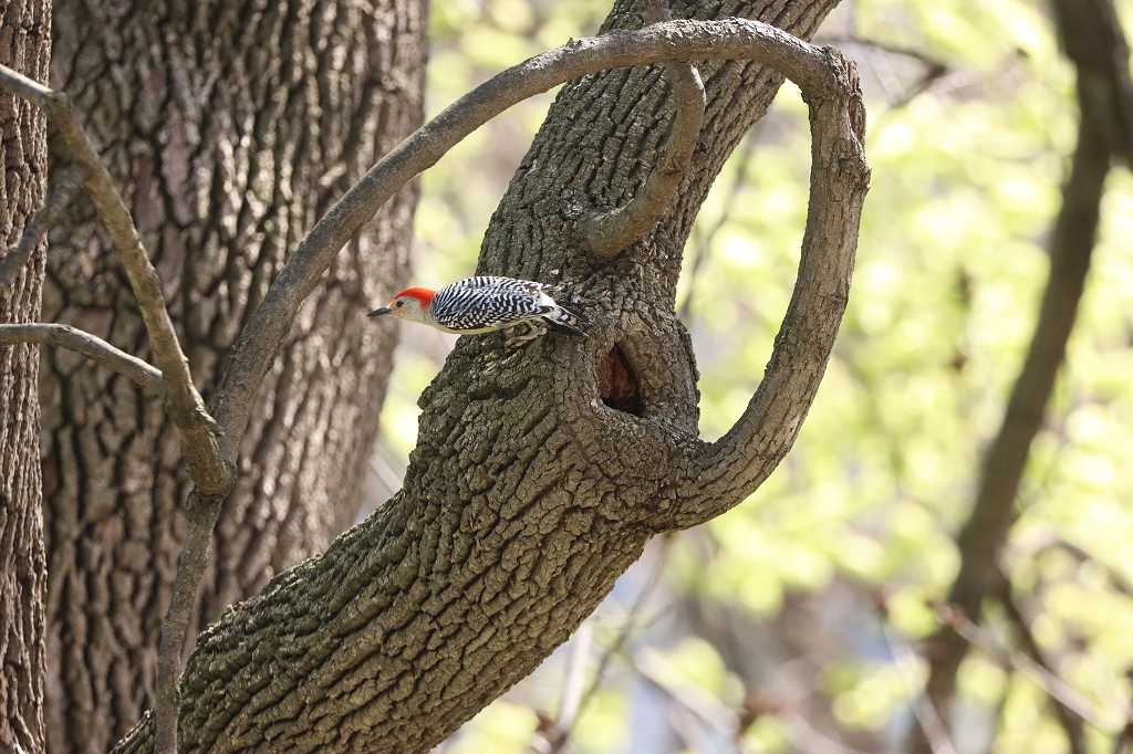 Carolinaspecht (Red-bellied Woodpecker , Melanerpes carolinus) im Central Park