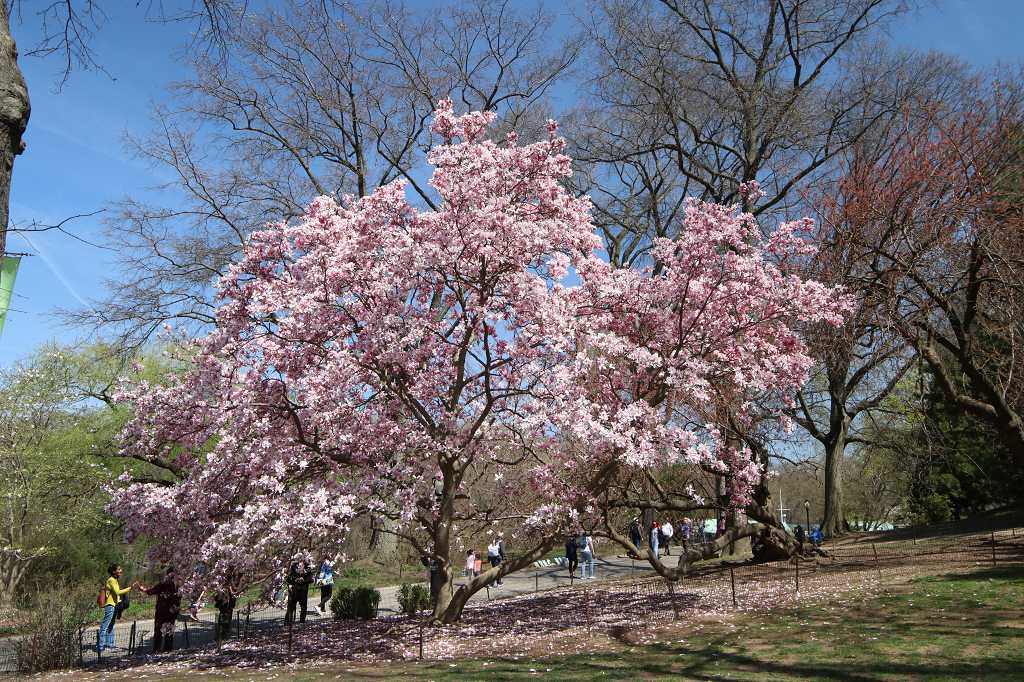 Magnolie im Central Park