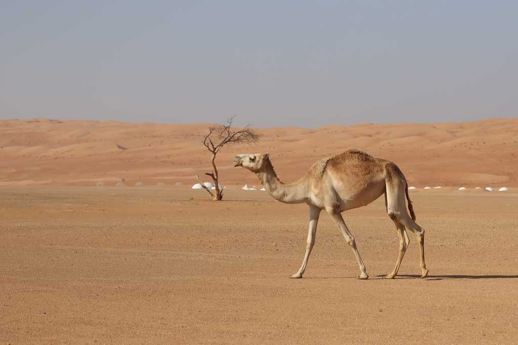 Kamele in der Wahiba Sands