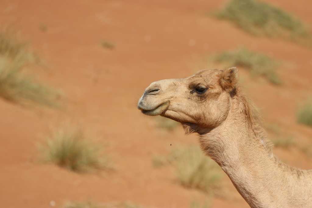 Kamel im Seitenprofil