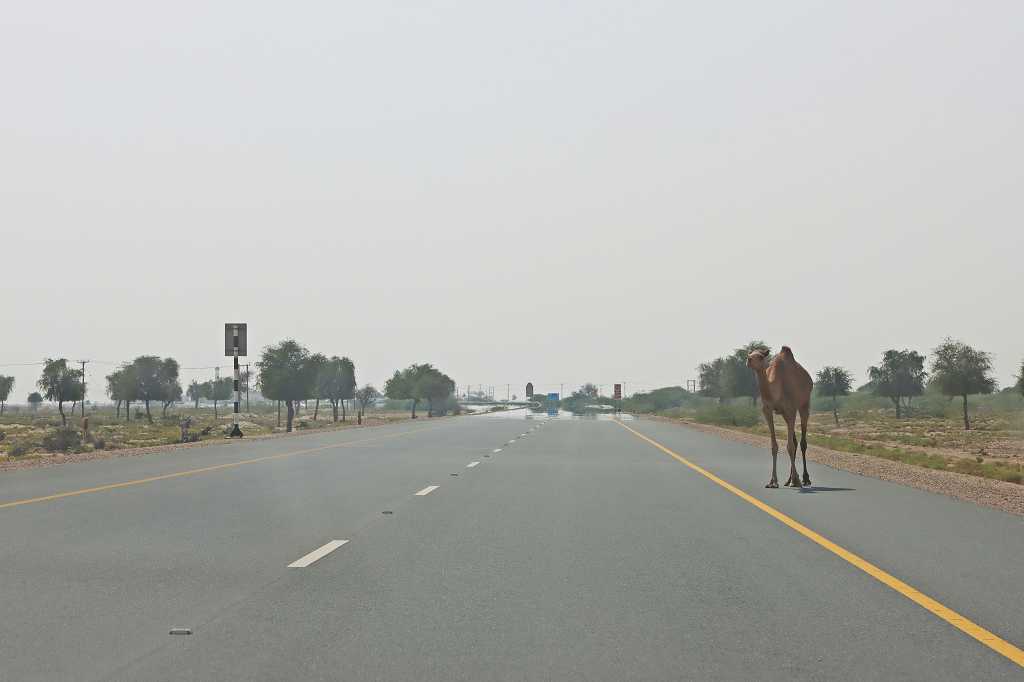 Kamele auf der Straße