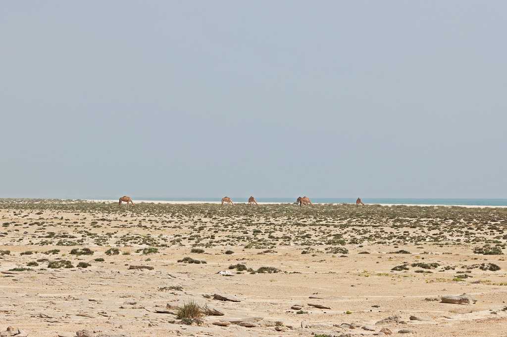 Außer uns waren nur ein paar Kamele am menschenleeren Strand
