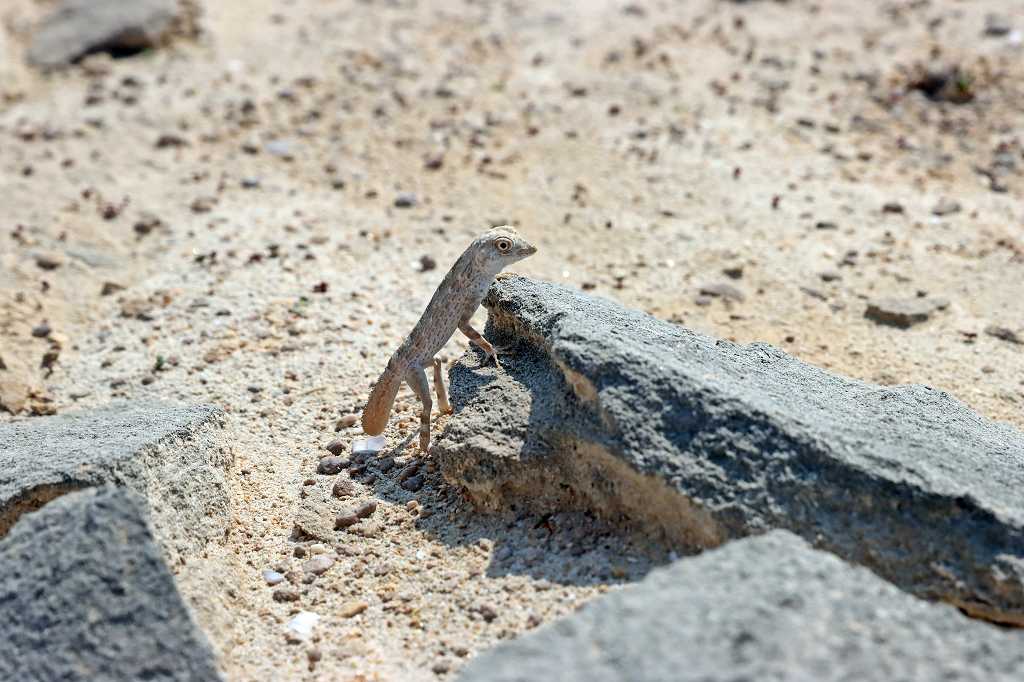 Pristurus carteri (auch bekannt als Carter's rock gecko or Carter's semaphore gecko)