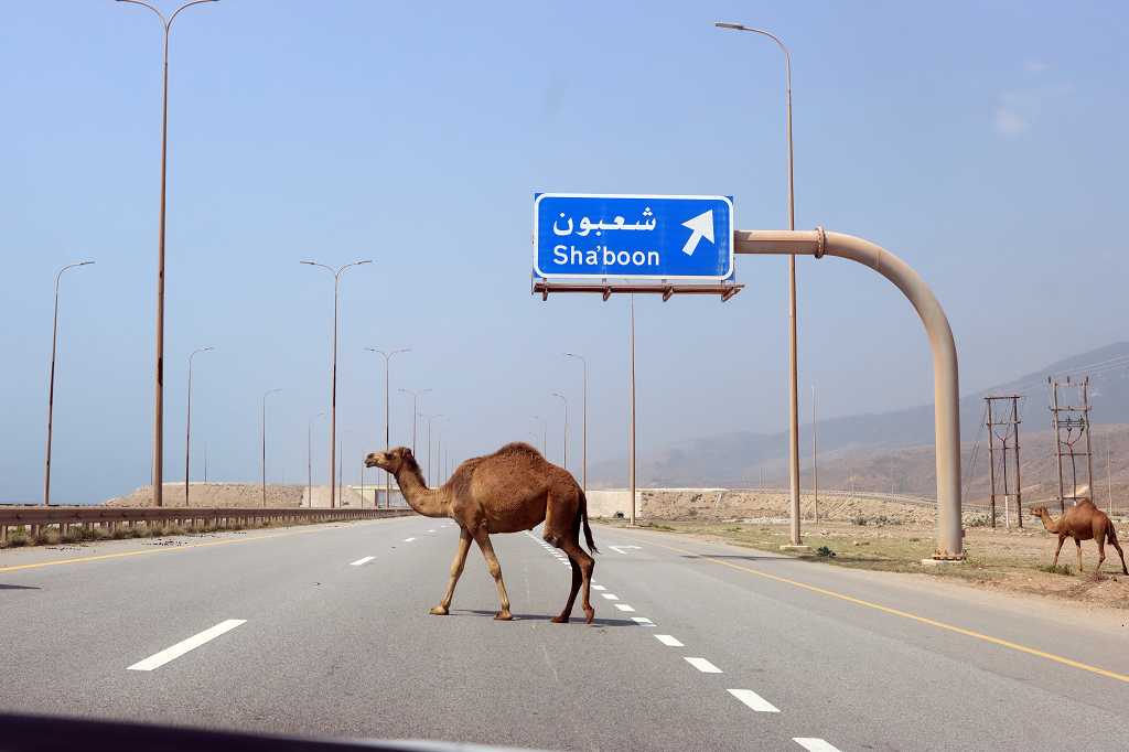 Kamele auf der Straße