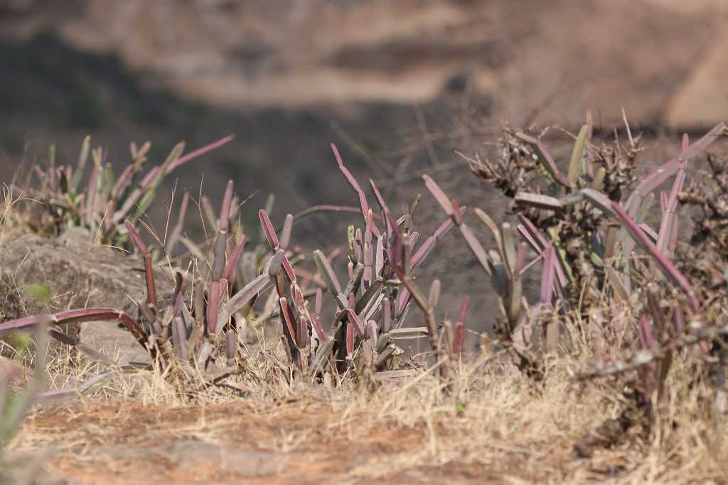 Flora im Dhofar Gebirge
