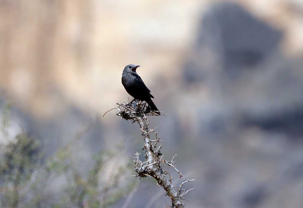 Tristramstar (Tristram's starling; Onychognathus tristramii)