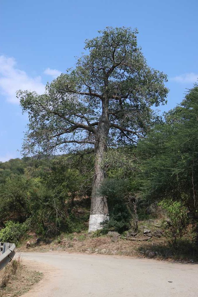 Baobab im Oman