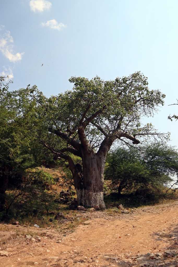 Geocache direkt voraus aber auch eine große Spinne links oberhalb des Baobab