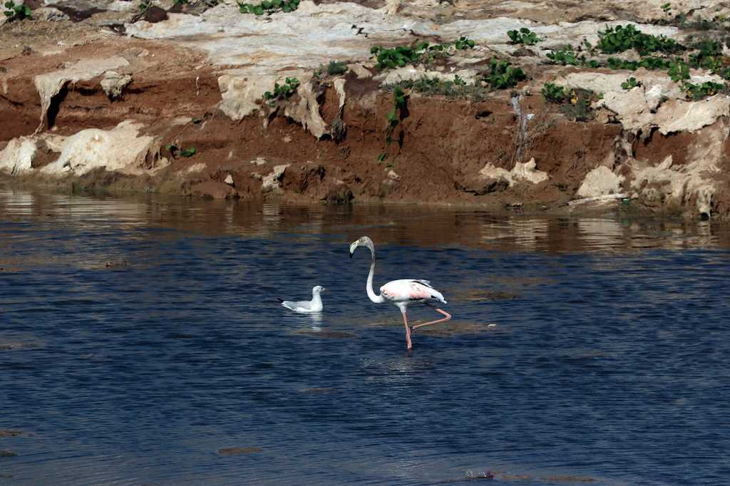 Rosaflamingo (Greater Flamingo, Phoenicopterus roseus) im Wadi Ashawq Nature Preserve