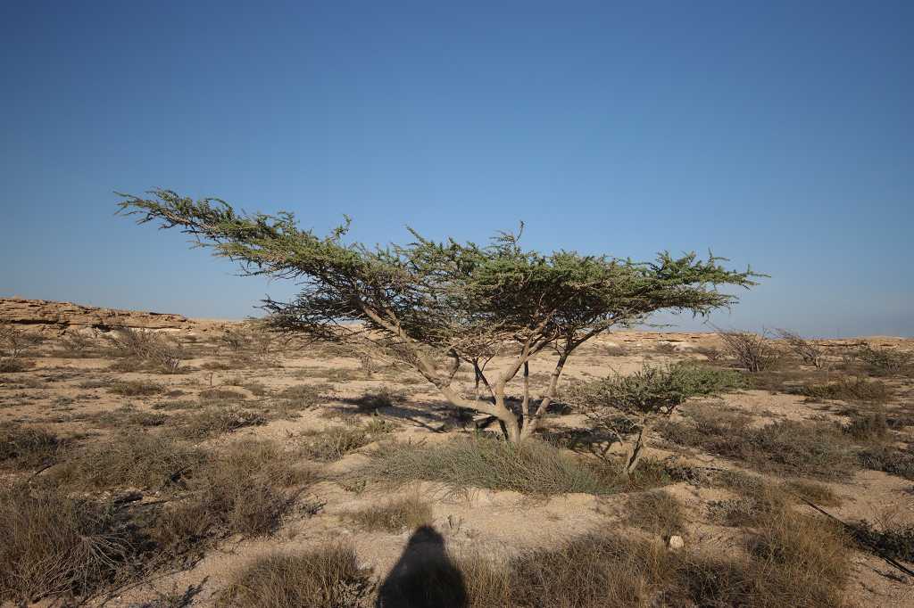 Wadi Dawkah (Natural Park of Frankincense Trees)